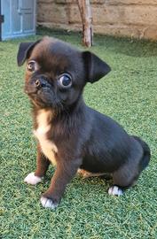 Chihuahua maschietti piccoli belli belli