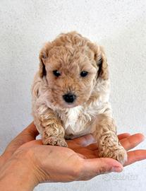Cuccioli di Maltipoo