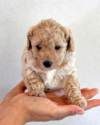Cuccioli di Maltipoo