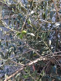 olivo