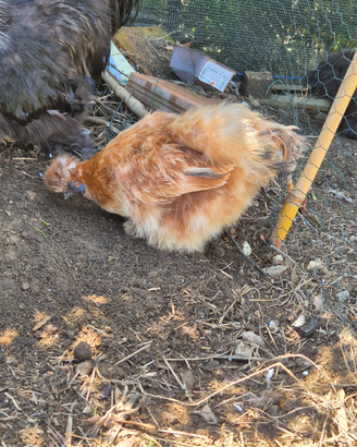 Galline moroseta