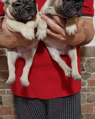 Bouledogue francese