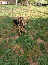 Malinois/pastore tedesco