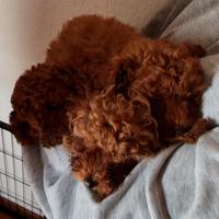 Barboncini Toy mini Toy