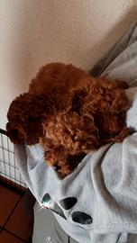 Barboncini Toy mini Toy