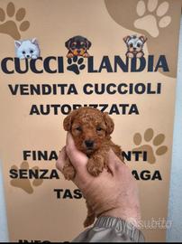 barboncino mini Toy Red anche a rate x settembre 
