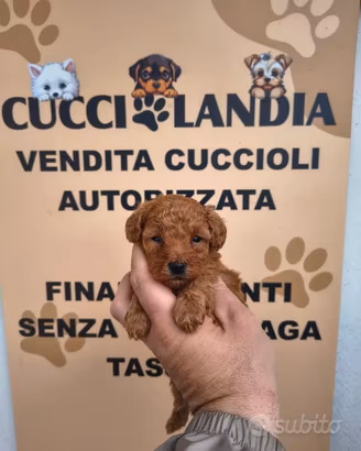 barboncino mini Toy Red anche a rate x settembre 