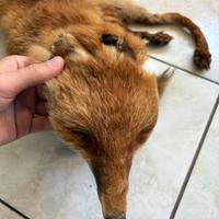 Sciarpa di vera volpe