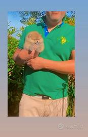 Pomerania Spitz Nano meraviglioso con Pedigreee