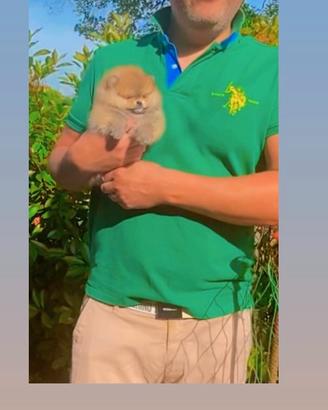 Pomerania Spitz Nano meraviglioso con Pedigreee