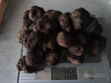 tartufo nero estivo 