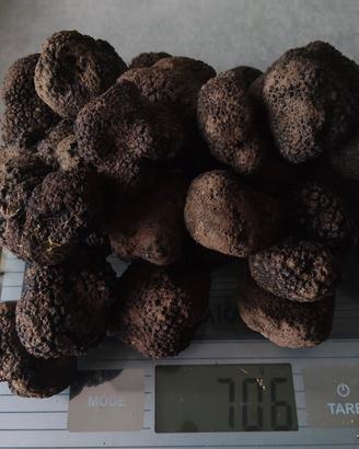 tartufo nero estivo 