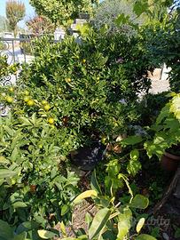 piante di agrumi