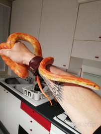 Serpente del grano e teca 150x40hx50