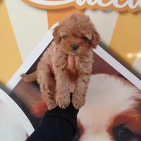 Barboncino toy femmina