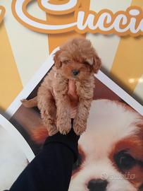 Barboncino toy femmina