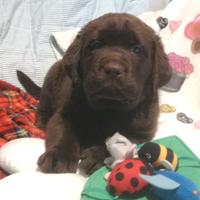 Puppies chocolate labrador retrievers