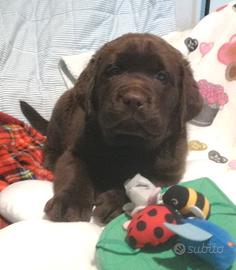 Puppies chocolate labrador retrievers