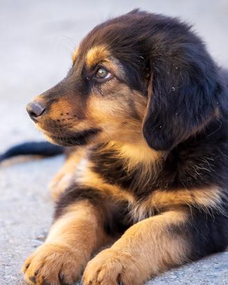 Cucciolo Pastore tedesco/Australian Shepherd