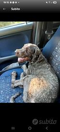 Lagotto romagnolo