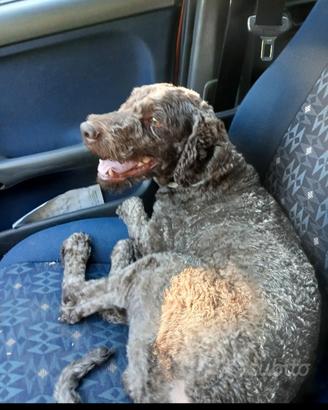 Lagotto romagnolo