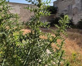 capannone con ampi spazi