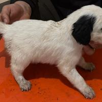 Cuccioli Setter Inglese