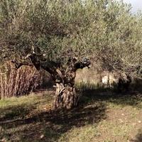 Albero di Ulivo di 100 anni