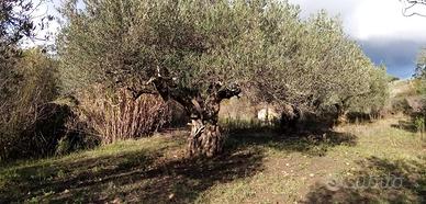 Albero di Ulivo di 100 anni