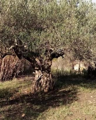 Albero di Ulivo di 100 anni