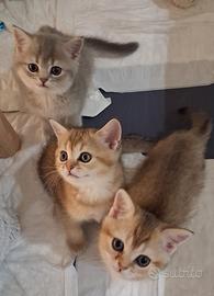 Tre gattini Scottish di tre mesi pronti da subito