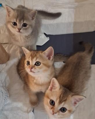 Tre gattini Scottish di tre mesi pronti da subito