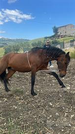 Cavallo amdaluso