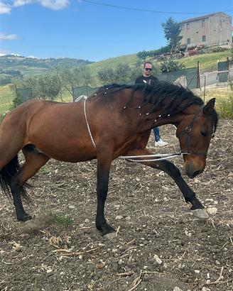 Cavallo amdaluso