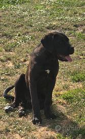 Cane corso