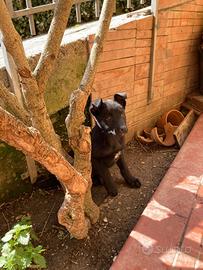Cuccioli pastore tedesco