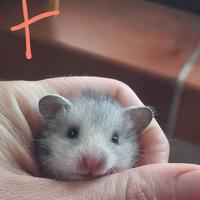 Cuccioli criceti dorati