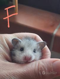 Cuccioli criceti dorati