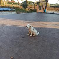 Cucciolo maschio di cana maremmano