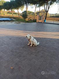 Cucciolo maschio di cana maremmano