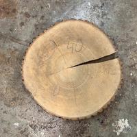 Fette di tronco vari legni e dimensioni