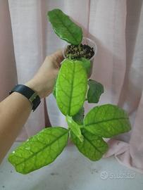 Hoya globulosa