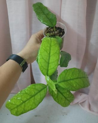 Hoya globulosa