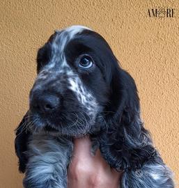 Disponibili meravigliosi cuccioli di cocker