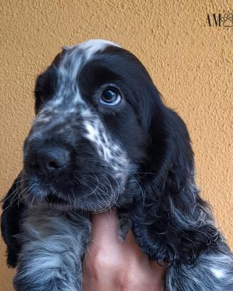 Disponibili meravigliosi cuccioli di cocker