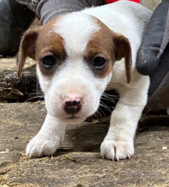 Jack Russell Terrier