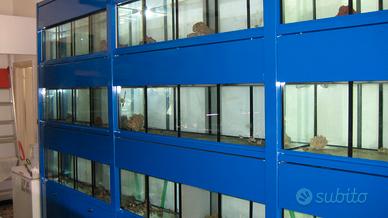 Acquario moduli espositore