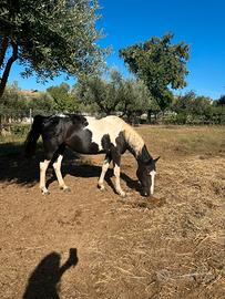 Paint Horse black overo salto