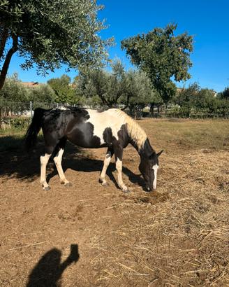 Paint Horse black overo salto
