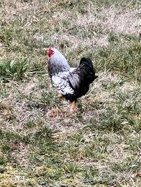 Gallo wyandotte orlato argento